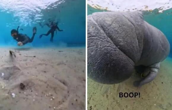 Manatee Steals Yet Another Camera In Hilarious POV Video - NewsBreak