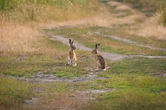 What Do You Call a Baby Hare? The Answer Isn't 