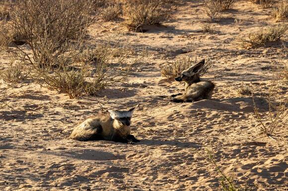 10 Fun Facts About The Bat Eared Fox, An Animal That Can Hear Insects ...