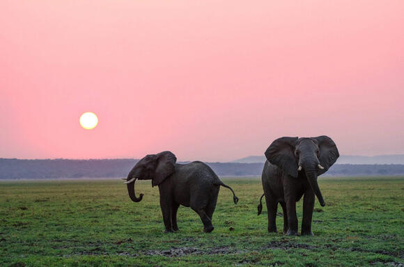 The Secret Language of Elephants and How They Communicate Over Long ...