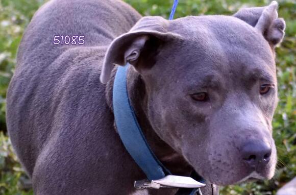 🐶 Playful & Sweet Dogs Waiting for Adoption in Okeechobee - NewsBreak