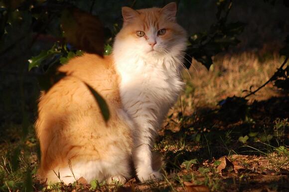 Why Some People Prefer Cats Over Dogs and Are They Wrong? - NewsBreak