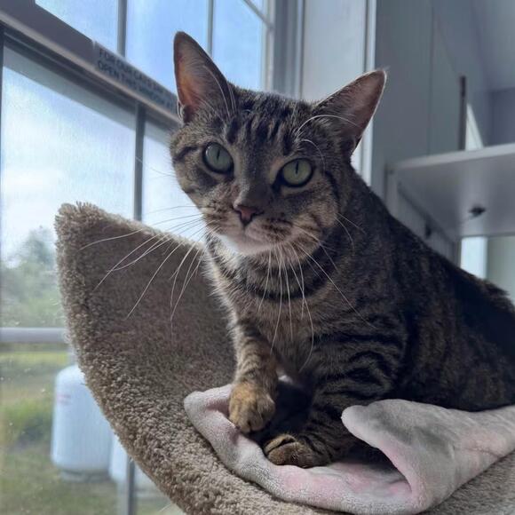 🐱 Playful & Gentle Cats Ready for Adoption in Cumberland, ME - NewsBreak