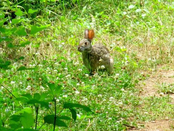 3 Wild Rabbits in Tennessee: From Mountains to Swamps - NewsBreak