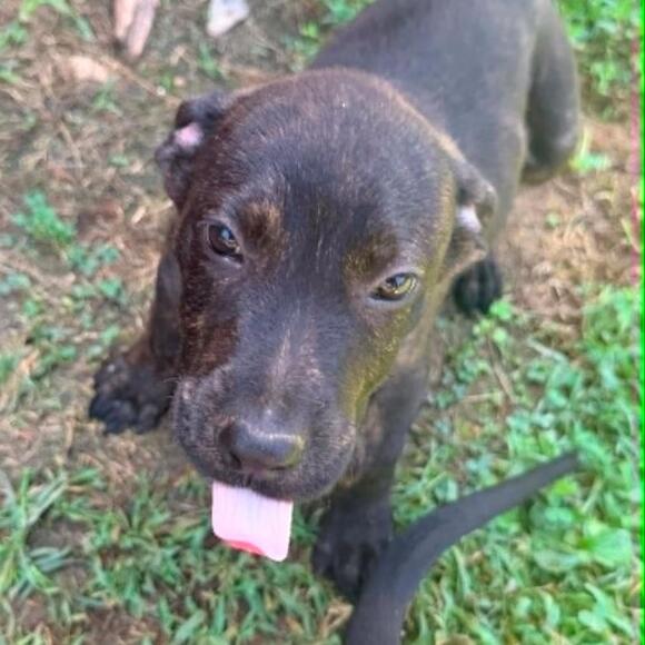 🐶 Playful, Gentle & Senior Dogs Ready for Adoption in Nashville - NewsBreak