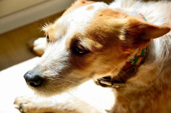10 Common Dog Fears You Might Not Know About (And How to Help) - NewsBreak