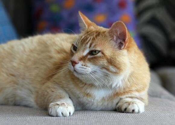 The Science Behind Why Cats Purr and What It Means - NewsBreak
