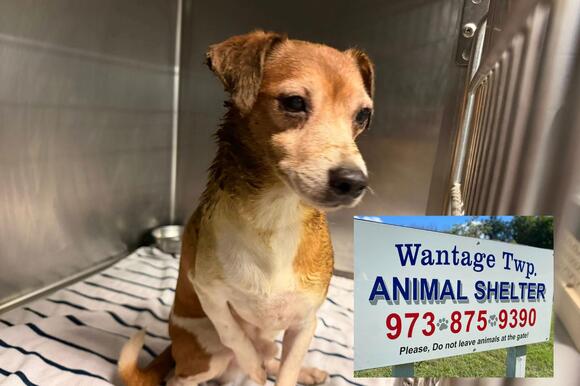 Police nab trio in Sussex County heartless dog dumping - NewsBreak