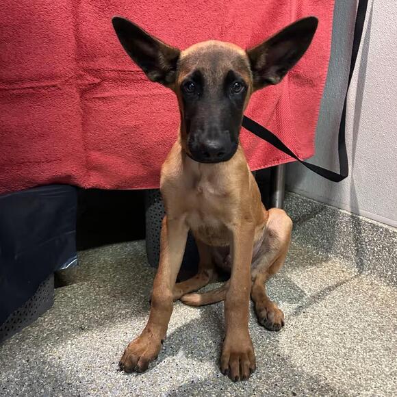 🐶 Loving Dogs in Pomona Ready to Be Adopted Into New Homes - NewsBreak