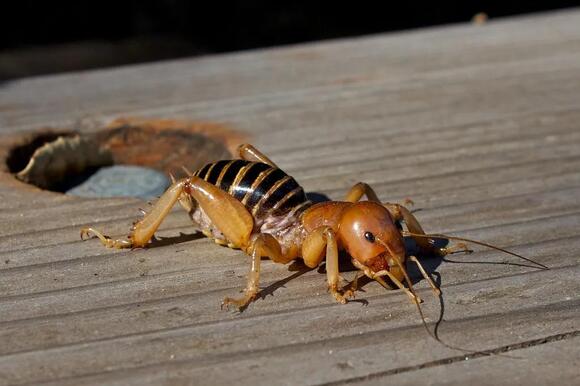 5 Insects That Start with J: From Jerusalem Crickets to Jar Flies ...