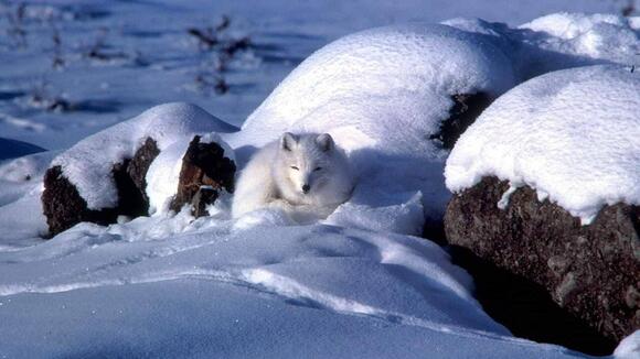 Which Animals Love Ice as Much as We Love Ice Cream? - NewsBreak