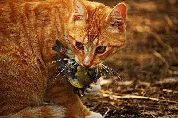10 Common Cat Behaviors That Are Actually Highly Intelligent Moves ...