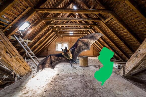 You're not legally allowed to remove bats from your home after this ...