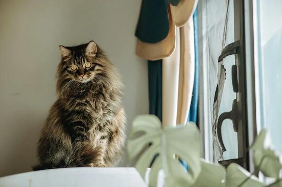 Why Does Your Cat Stare Intently at Empty Spaces? The Curious Truth ...