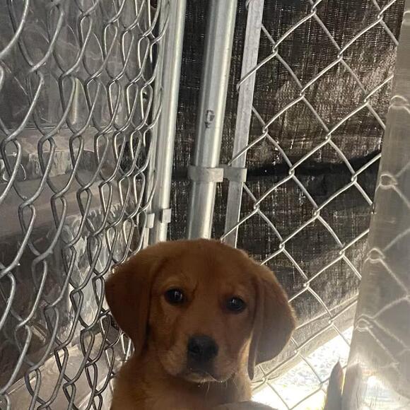 🐶 Playful, Gentle & Loyal Dogs Ready for Adoption in Chesapeake - NewsBreak