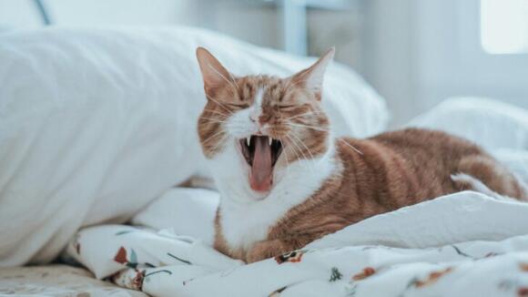 The 10 Most Talkative Cat Breeds That Never Stay Quiet - NewsBreak