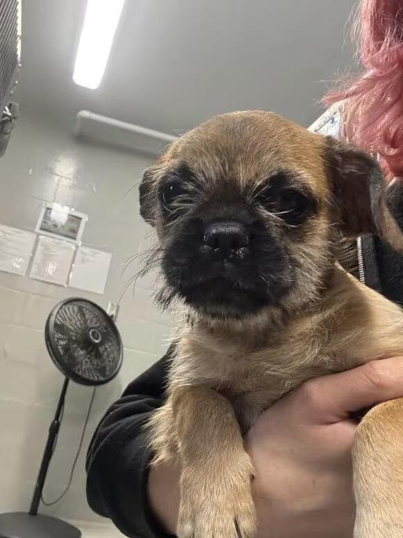 🐶 Playful Puppies and a Gentle Pug Mix Ready for Adoption in Escondido ...