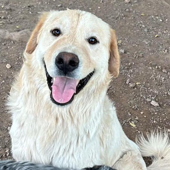 🐶 Playful & Loyal Dogs Ready for Adoption in Flagstaff - NewsBreak