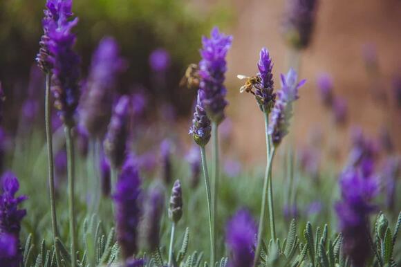How Bees Keep Ecosystems Alive — And What Happens if They Disappear ...