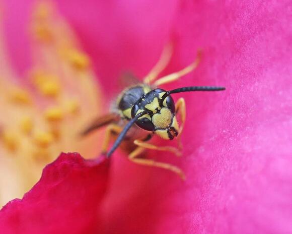 8 Stinging Insects in Puerto Rico You Need to Recognize - NewsBreak