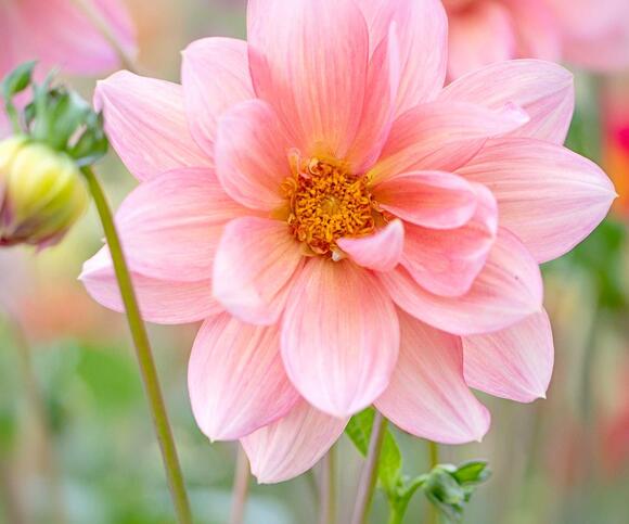 I Never Skip These 7 Dahlia Jobs in August – They're the Secret to ...
