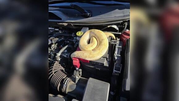 Strange smell leads Tennessee driver to massive python hidden under his ...