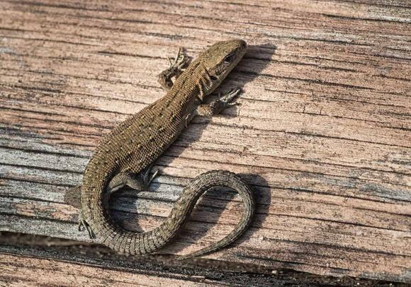 How Do Lizards Survive in Cold Weather: Stunning Adaptations Revealed