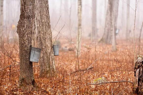 Is Maple Syrup Healthy, Actually? What Science Says