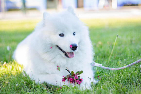 10 Dog Breeds That Smile Back in Photos - NewsBreak