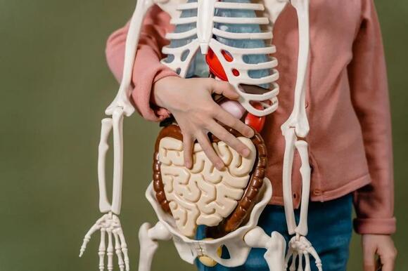The Human Organ Doctors Didn't Officially Discover Until This Century ...
