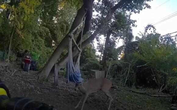 Michigan: Deer Gets Tangled Up In A Hammock - NewsBreak