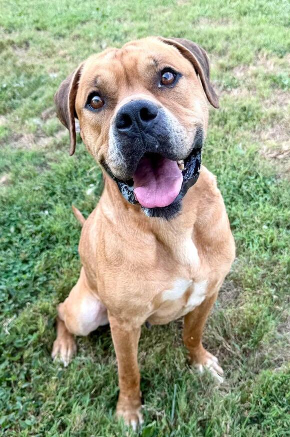 🐶 Friendly Elizabethtown Dogs Hoping for Loving Homes - NewsBreak