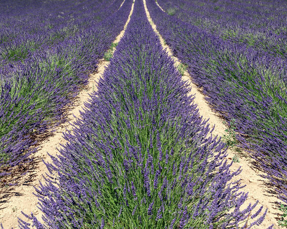 Grow Lusher Lavender With This One Simple Switch – Try it in June for ...