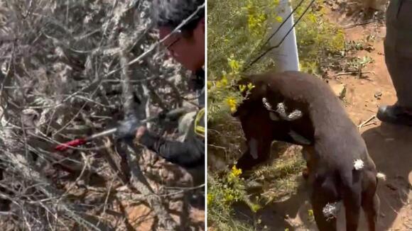 California animal officers brave cactus needles to free dog covered ...