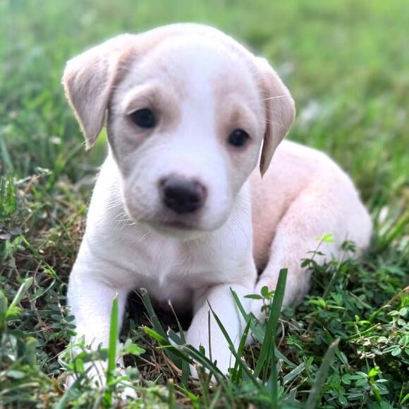 🐶 Playful & Gentle Dogs Ready for Adoption in Apex, NC - NewsBreak