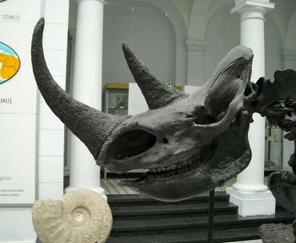 The Woolly Rhinoceros: An Ice Age Giant You Should Know About - NewsBreak