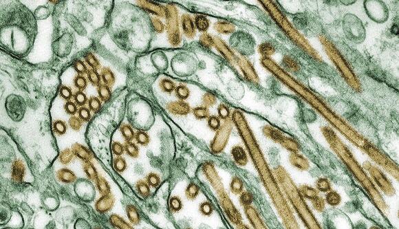 Mink Farm Outbreak Raises Alarm Over Potential Human Pandemic Threat ...