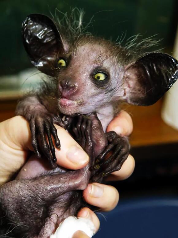 20 Animals That Look Like They Were Designed by a Committee with No ...