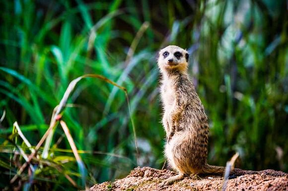 Why Meerkats Stand Up - NewsBreak