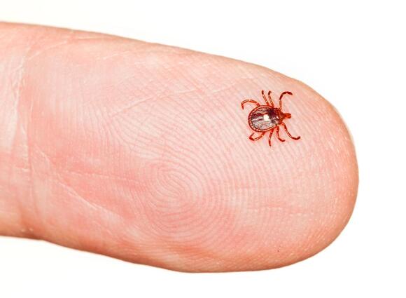 Tick that causes meat allergy, other rare virus is spreading: What ...