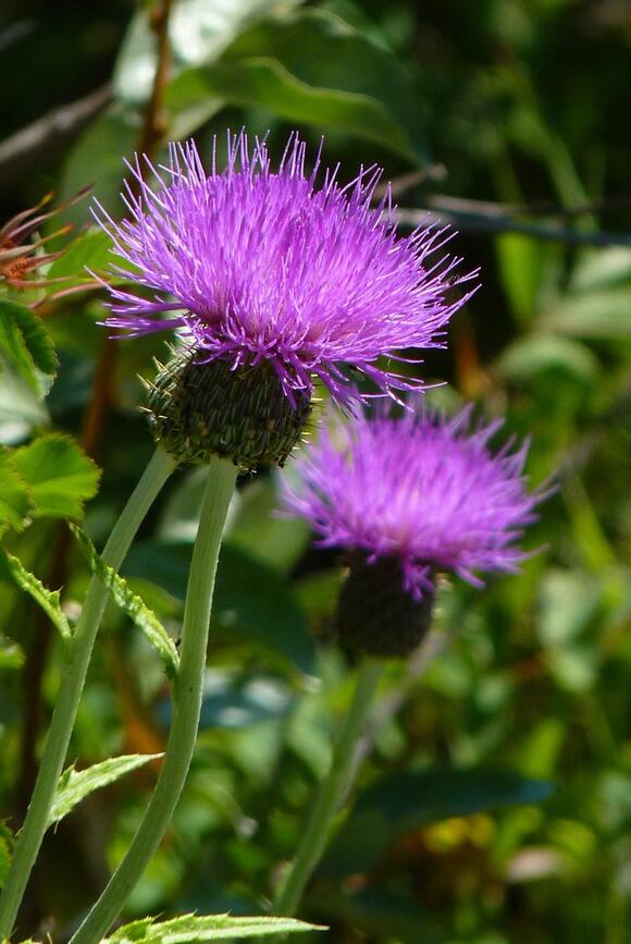 Canada Thistle: The Spiky Invasion Creeping Through the Midwest - NewsBreak