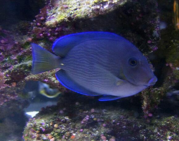What Kind of Fish Is Dory? Real Species Explained - NewsBreak