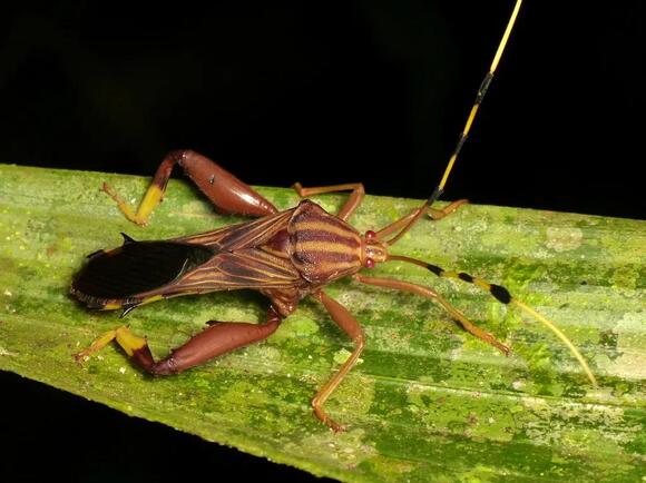 How to Identify 10 Insects That Smell When Squished (Before It’s Too ...