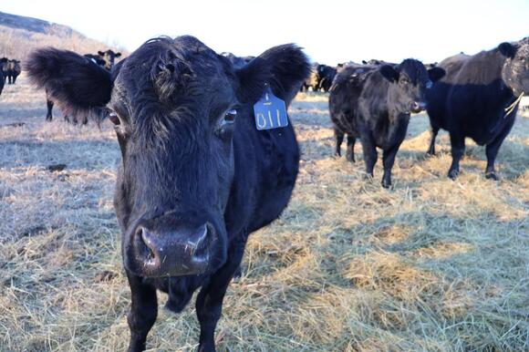 North Dakota man among 5 charged in Agridime cattle fraud case - NewsBreak