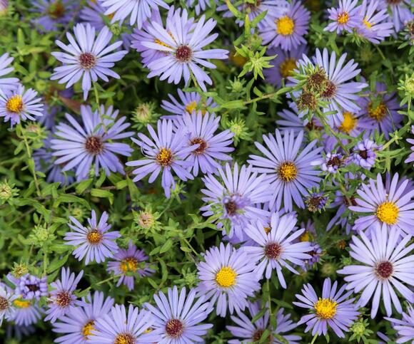 Best fall-blooming native plants – 7 perennials for vibrant garden borders