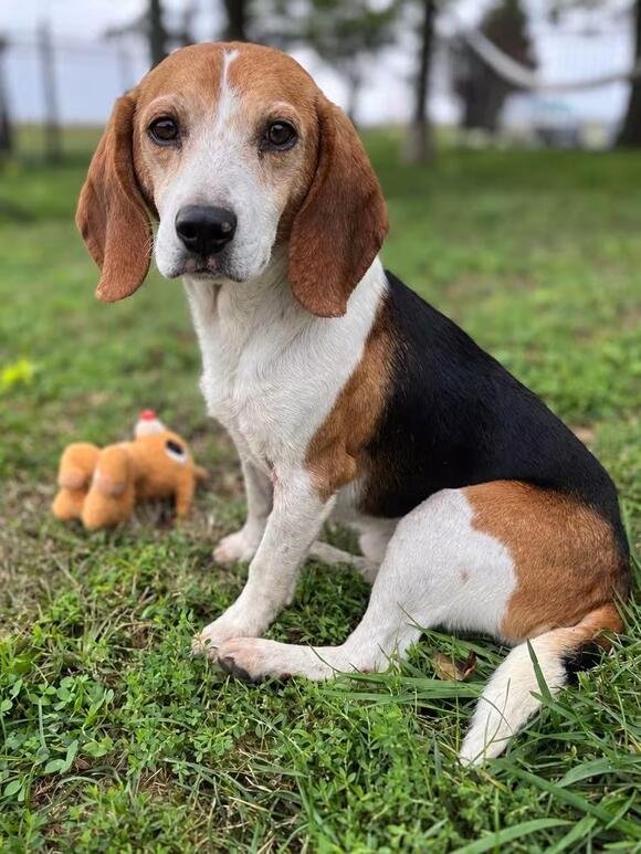 🐶 Playful Small Dogs Ready for Adoption Near Lisbon, Iowa - NewsBreak