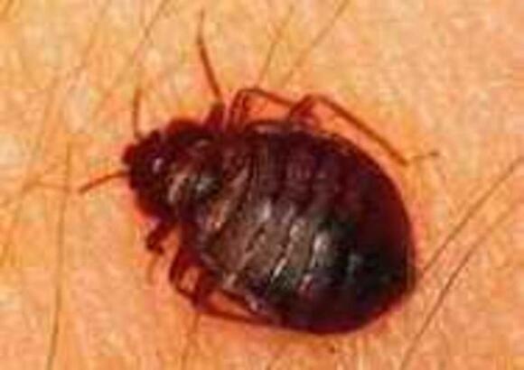 Cockroaches, bed bugs, ants, grime & more at Wichita KS restaurants ...