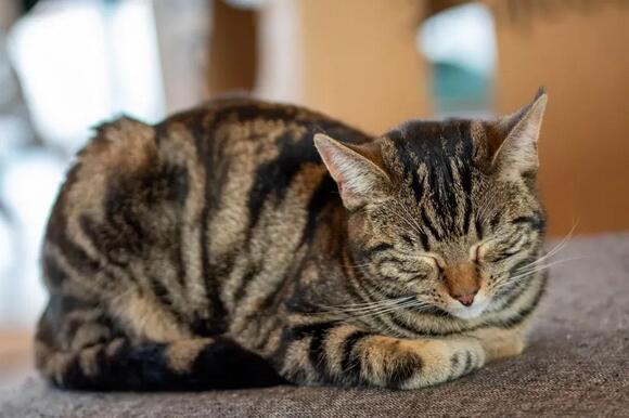your-cat-s-sleeping-positions-reveal-more-than-you-think-newsbreak