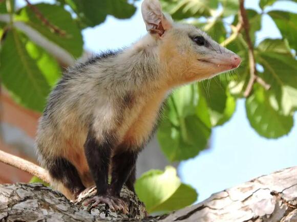 What Do You Call a Group of Possums? The Answer Is a Forgotten Old Word ...
