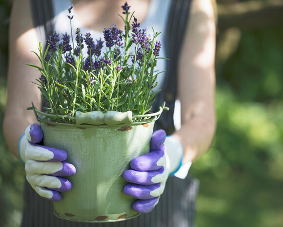 Grow Lusher Lavender With This One Simple Switch – Try it in June for ...